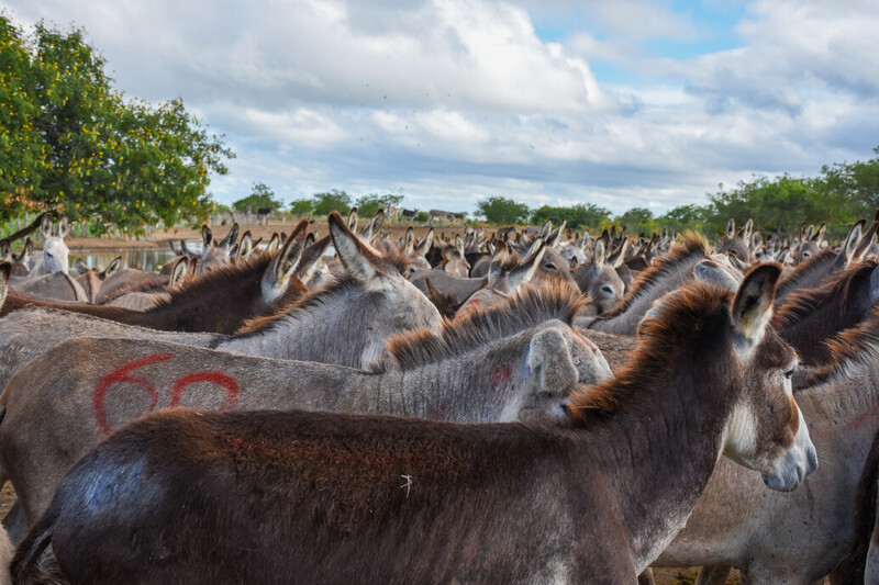 Brazil follows African Union lead with a ban on Donkey slaughter